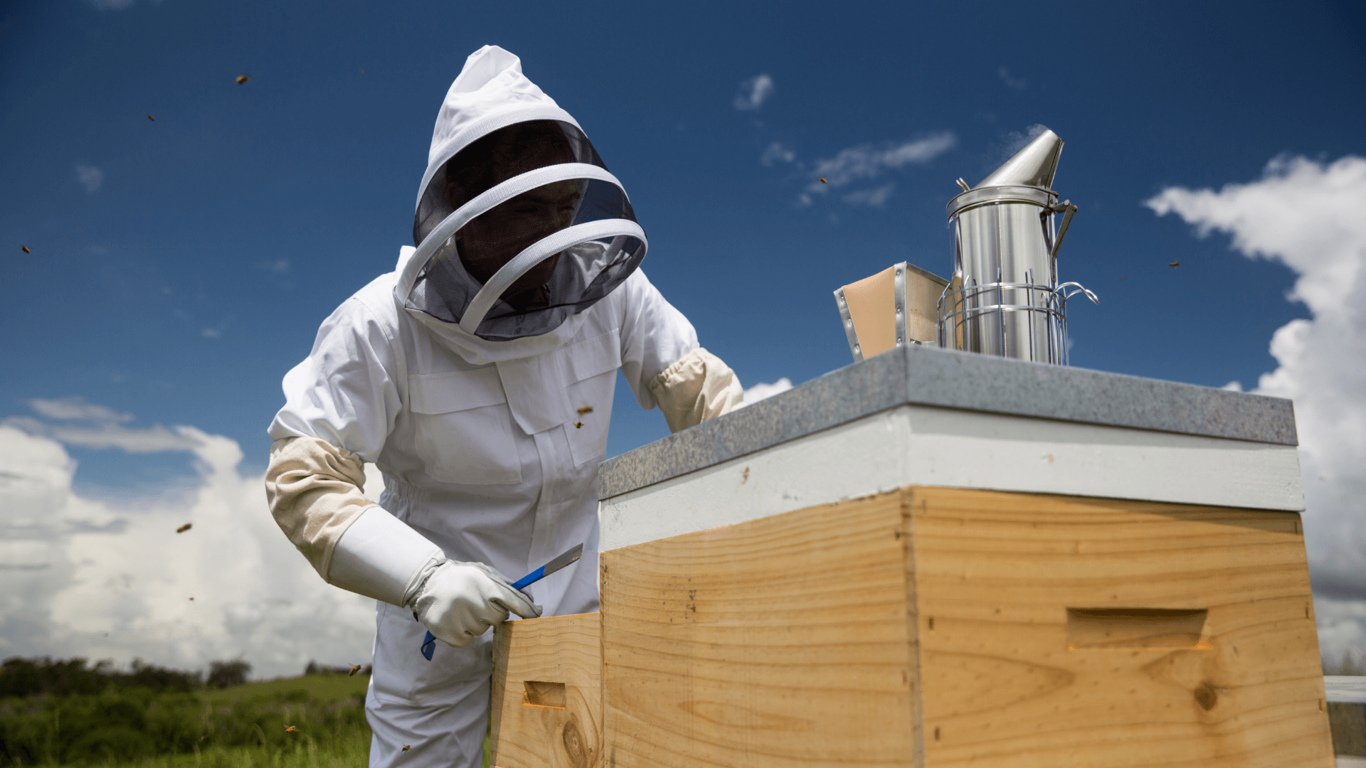 apiculteur Manuka