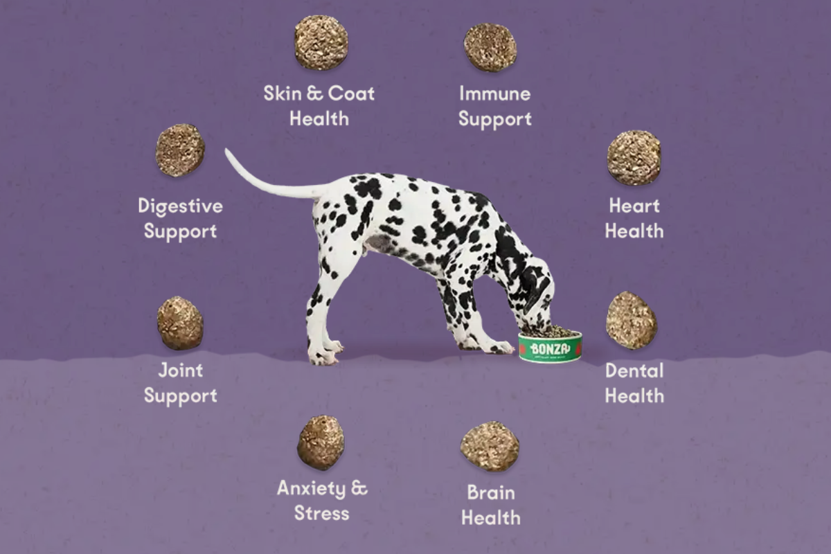 Gesunde Hunde, starke Internationale Logistik